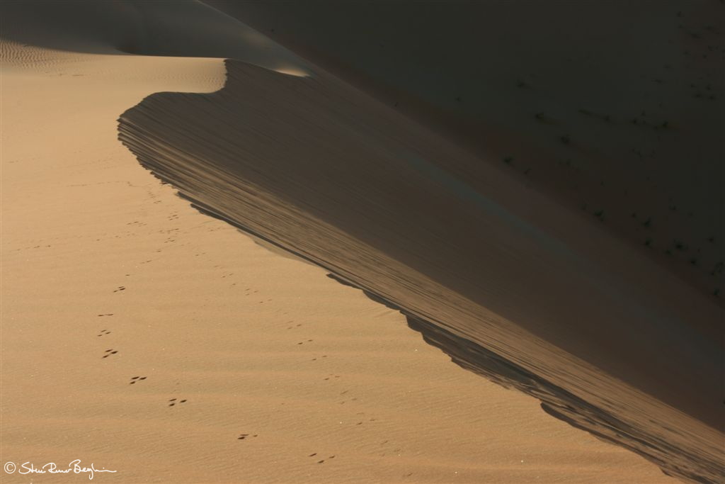 Dune ridge