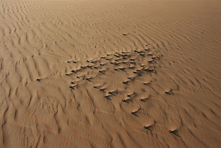 Camel droppings