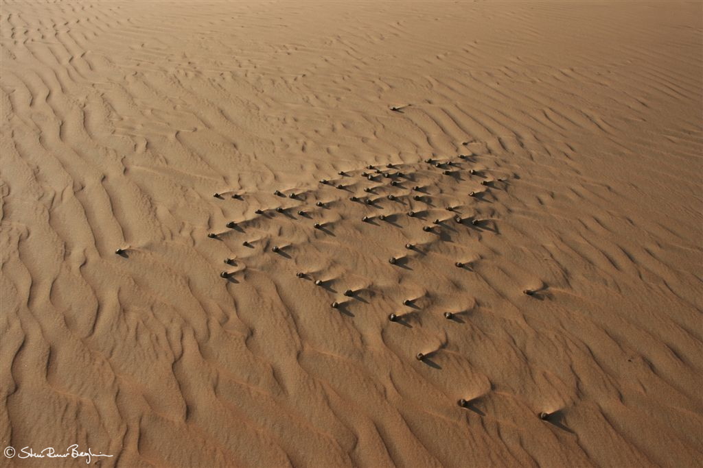 Camel droppings