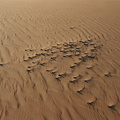 Camel droppings