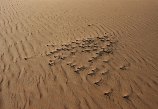 Camel droppings