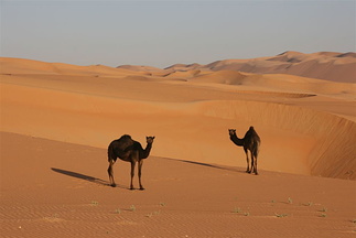 Two camels