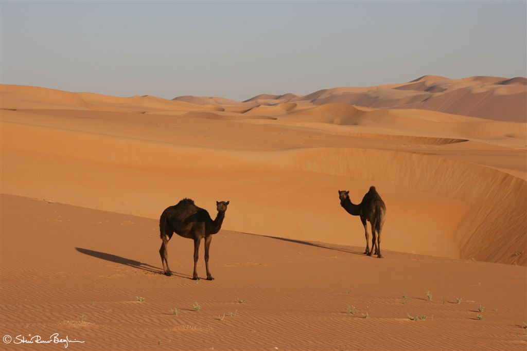 Two camels