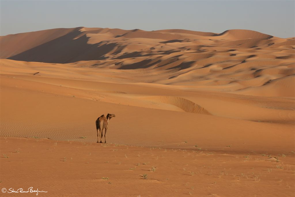 One camel