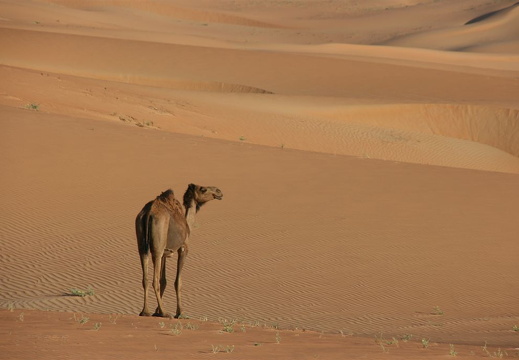 The same camel