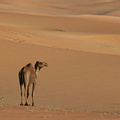 The same camel