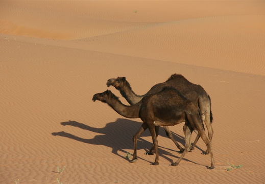Tandem camels