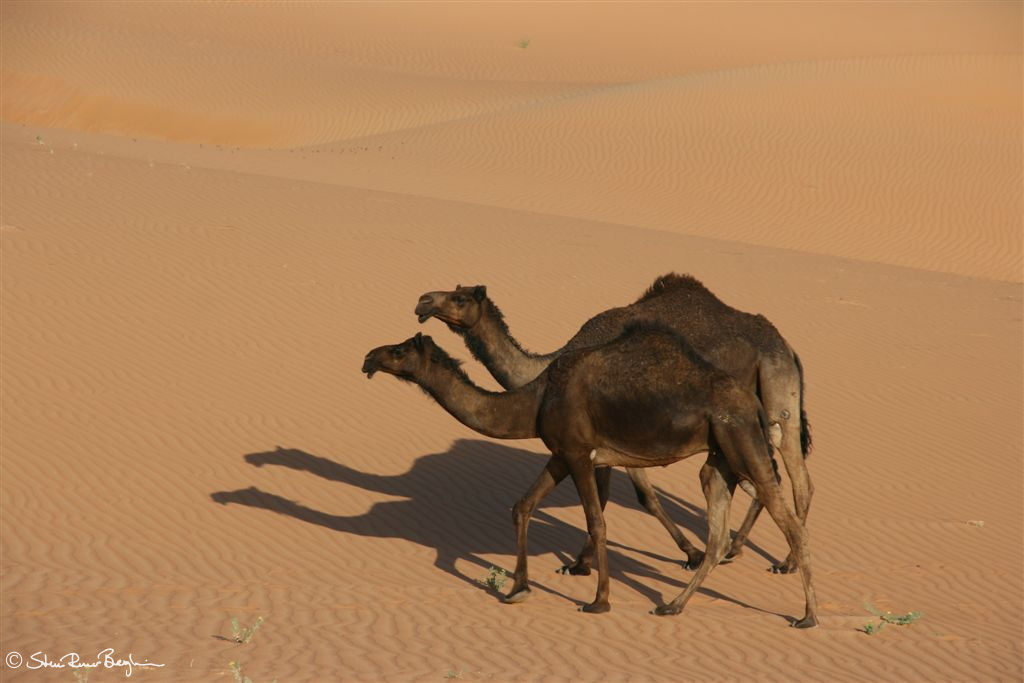 Tandem camels