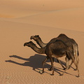 Tandem camels
