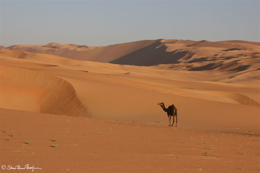 A third photo of the same camel