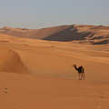 A third photo of the same camel