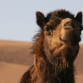 Portrait of a camel