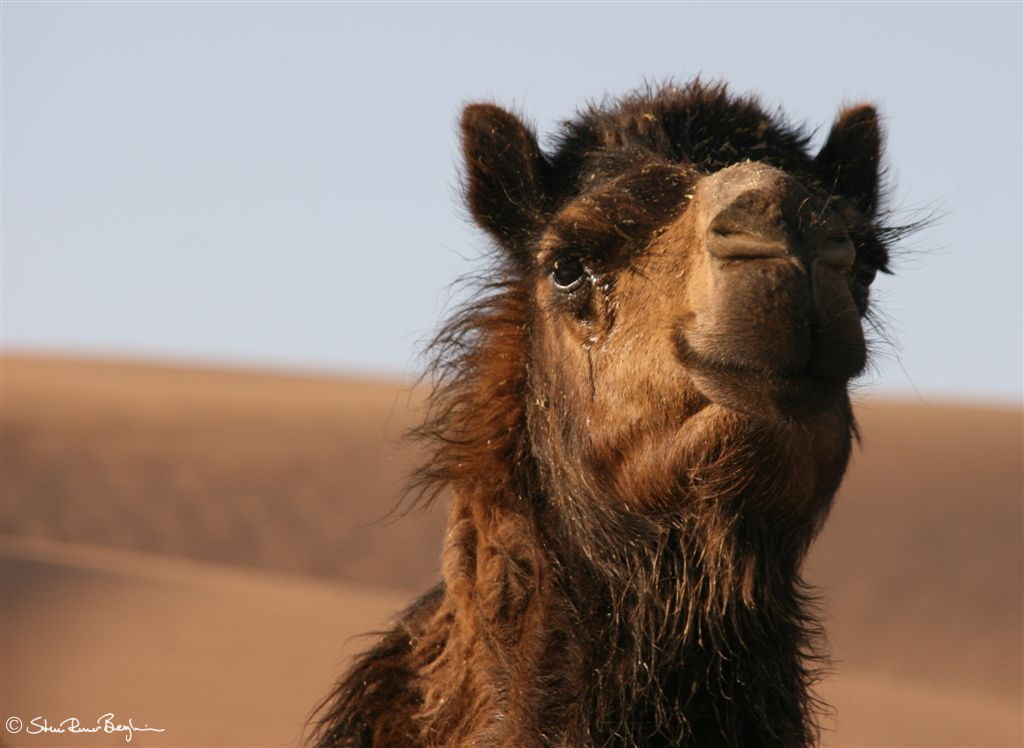 Portrait of a camel