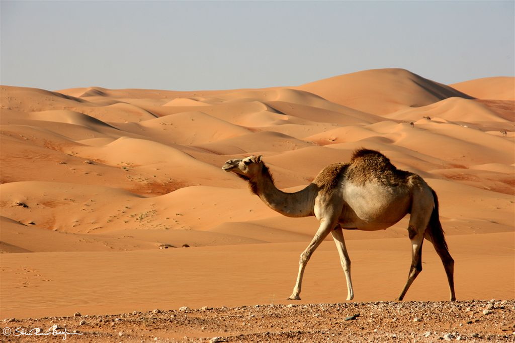 White camel