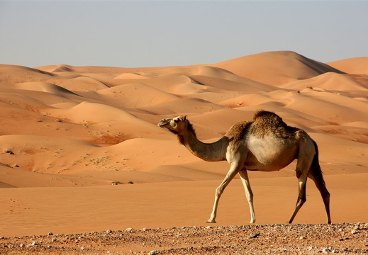 White camel