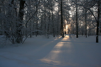 Winter forest at Tsarskoe Selo