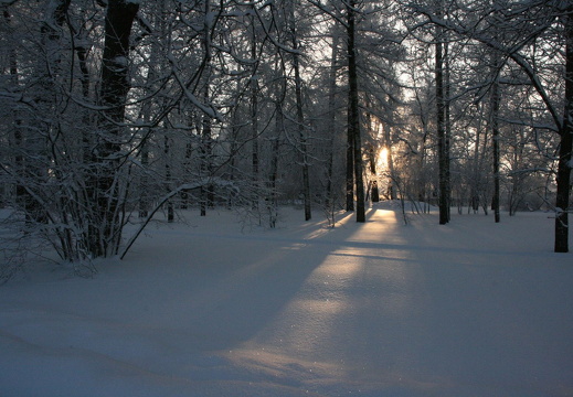 Winter forest at Tsarskoe Selo