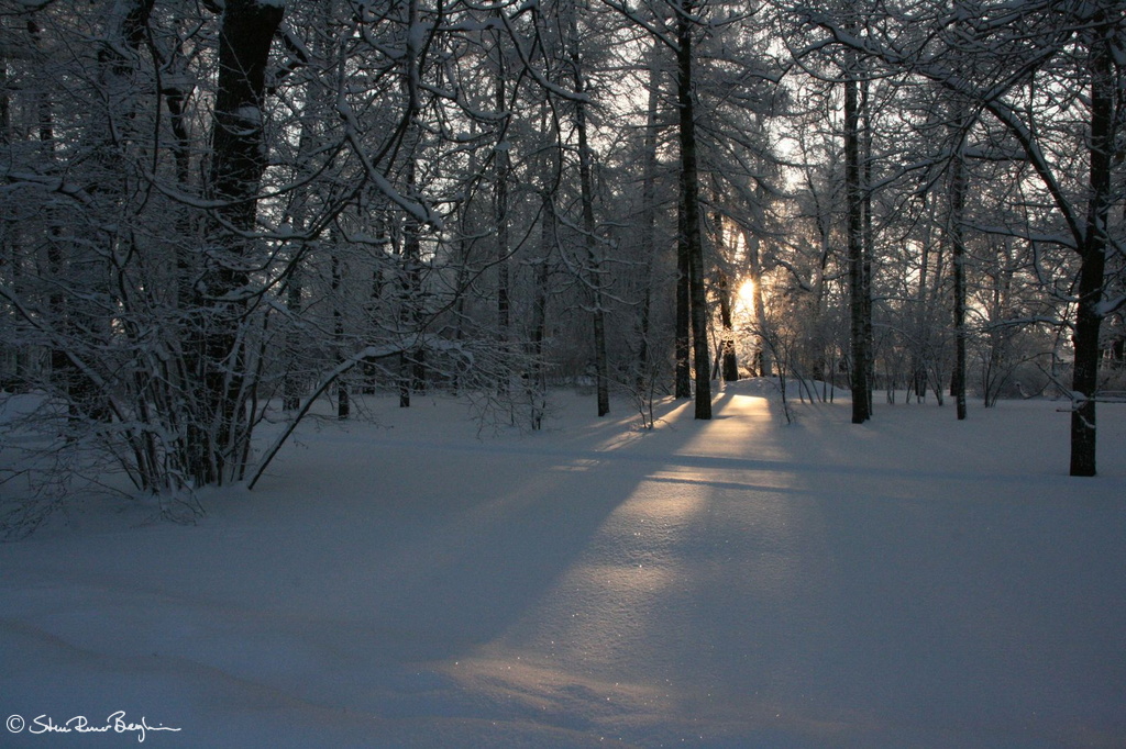 Winter forest at Tsarskoe Selo