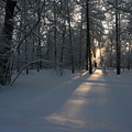 Winter forest at Tsarskoe Selo