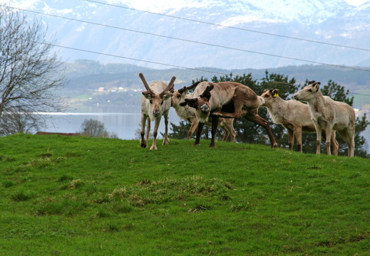 IMG_1911 copy