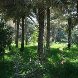 Al Ain and Fujairah (UAE) February 2009