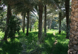 Al Ain and Fujairah (UAE) February 2009 - display this album Al Ain and Fujairah (UAE) February 2009
