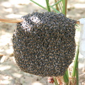 IMG 7125