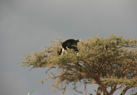 Goat in tree