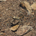 IMG 8921