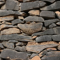 IMG 9264