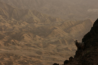 Goat on steep hillside in Wadi al Sahtan
