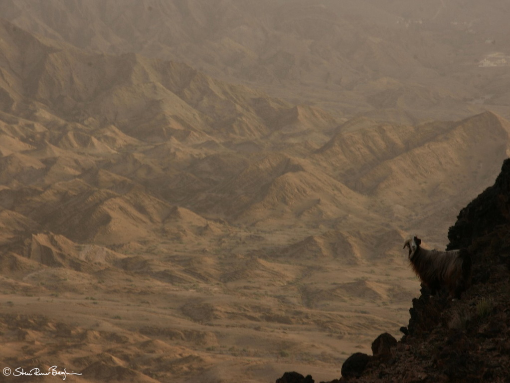 Goat on steep hillside in Wadi al Sahtan