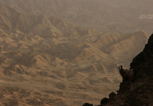 Goat on steep hillside in Wadi al Sahtan