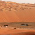 Camel camp in the Liwa desert