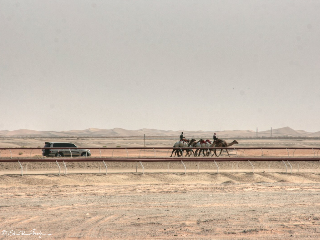 Camel racing near Madinat Zayed, Western Region