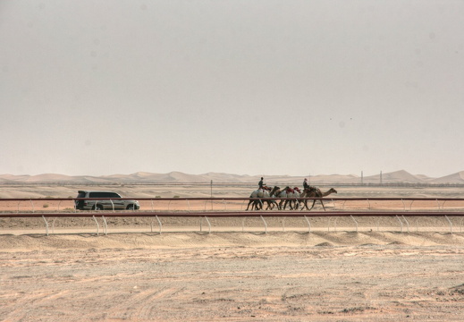 Camel racing near Madinat Zayed, Western Region