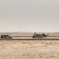 Camel racing near Madinat Zayed, Western Region