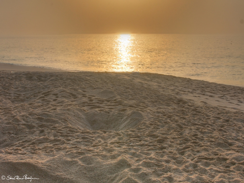 Turtle laying eggs at Ras al Jinz beach, Sur
