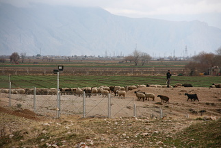 Sheep and shepherd near Naqsh-e Rustam