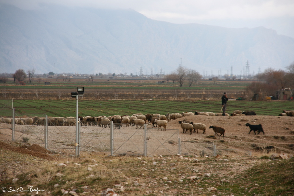 Sheep and shepherd near Naqsh-e Rustam