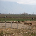 Sheep and shepherd near Naqsh-e Rustam