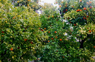 Oranges