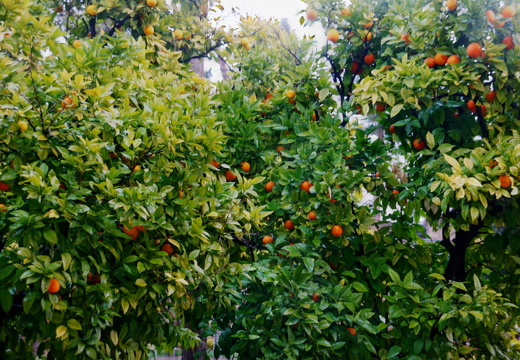 Oranges