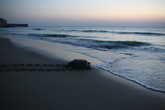 Turtle on Raz al Jinz beach