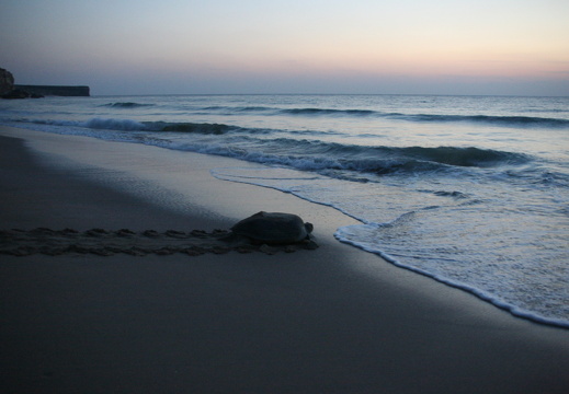 Turtle on Raz al Jinz beach
