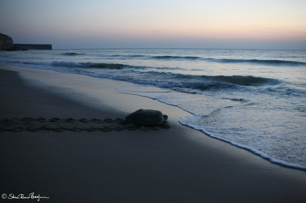 Turtle on Raz al Jinz beach