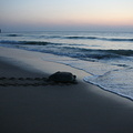 Turtle on Raz al Jinz beach