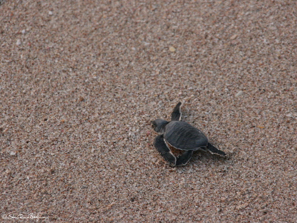 Turtle hatchling on its way to the sea