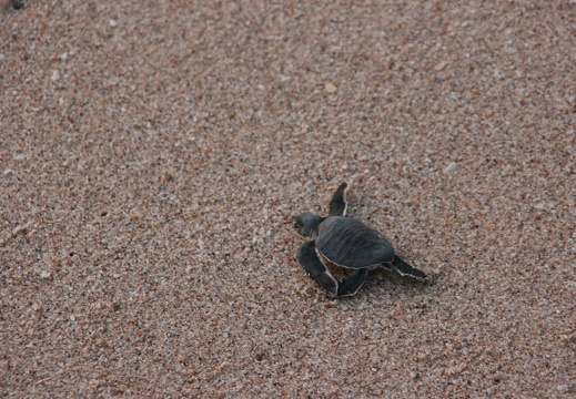 Turtle hatchling on its way to the sea