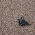 Turtle hatchling on its way to the sea